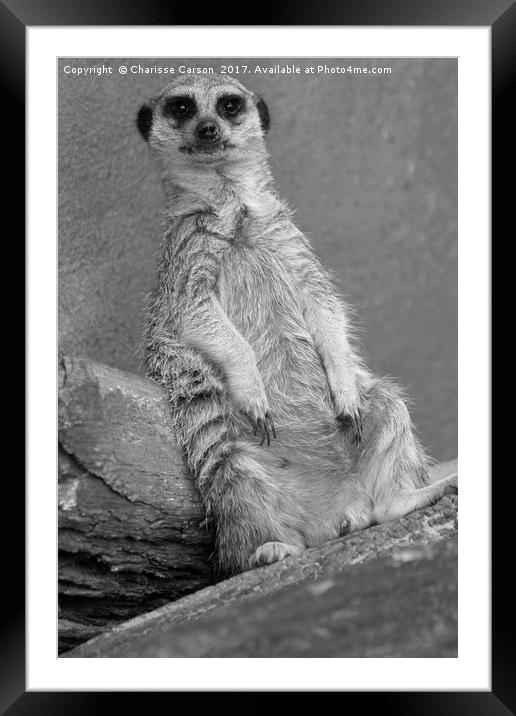 Chillin Framed Mounted Print by Charisse Carson