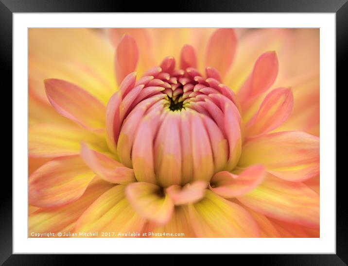 Dhalia Framed Mounted Print by Julian Mitchell