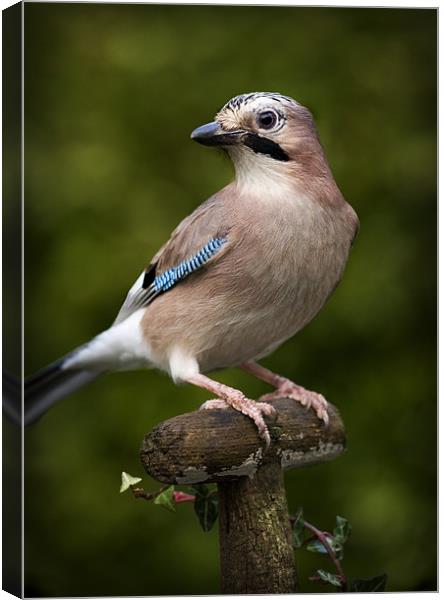 JAY Canvas Print by Anthony R Dudley (LRPS)