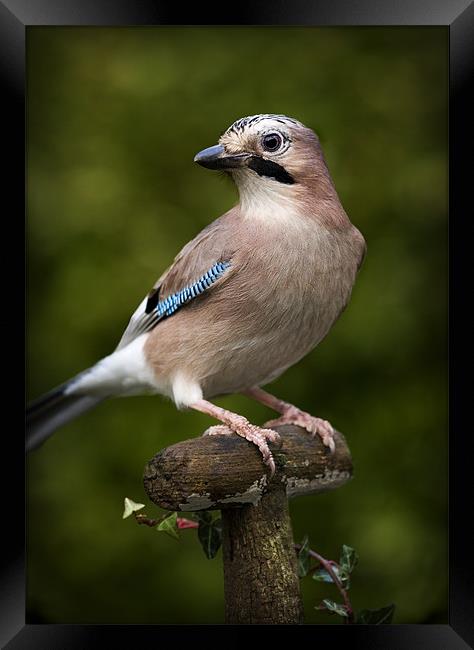 JAY Framed Print by Anthony R Dudley (LRPS)