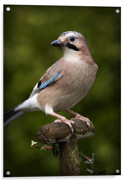 JAY Acrylic by Anthony R Dudley (LRPS)