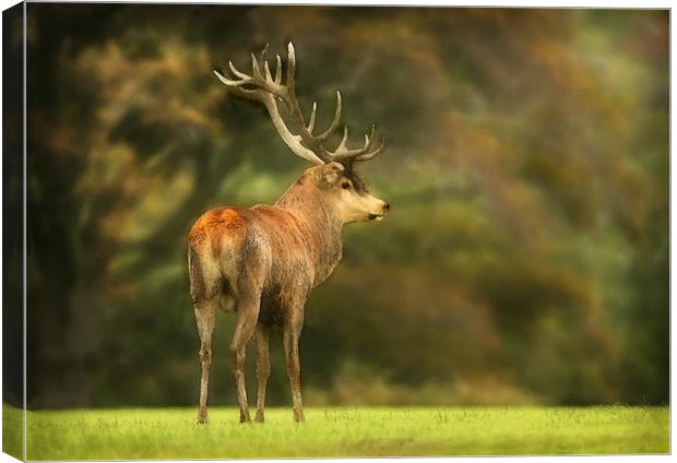 RED DEER STAG Canvas Print by Anthony R Dudley (LRPS)