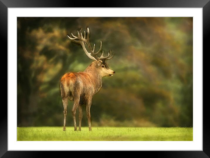 RED DEER STAG Framed Mounted Print by Anthony R Dudley (LRPS)