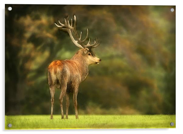 RED DEER STAG Acrylic by Anthony R Dudley (LRPS)