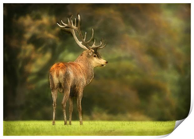 RED DEER STAG Print by Anthony R Dudley (LRPS)