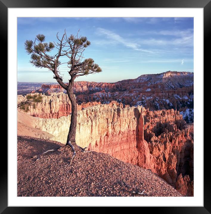 Lone Pine Tree Framed Mounted Print by Luc Novovitch