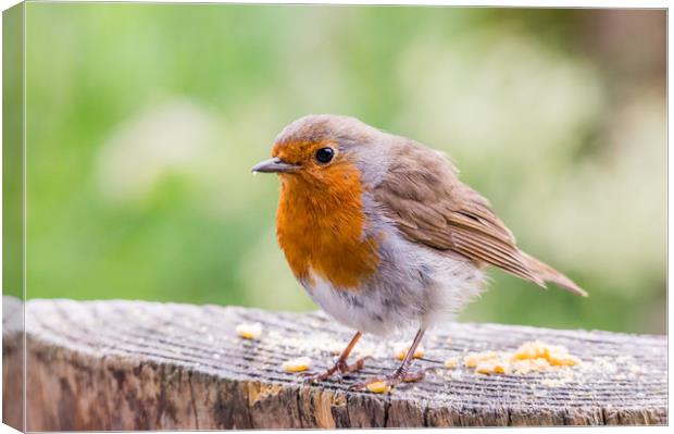 Cute Robin Canvas Print by Mike Cave