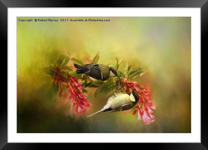 Great Tits on Flowers Framed Mounted Print by Robert Murray
