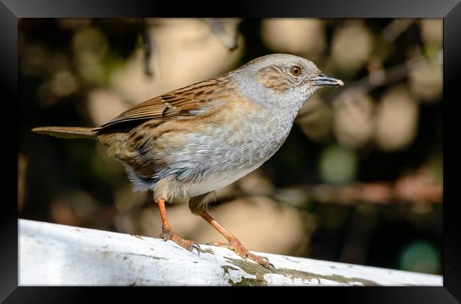 Spring Dunnock Framed Print by Mike Cave