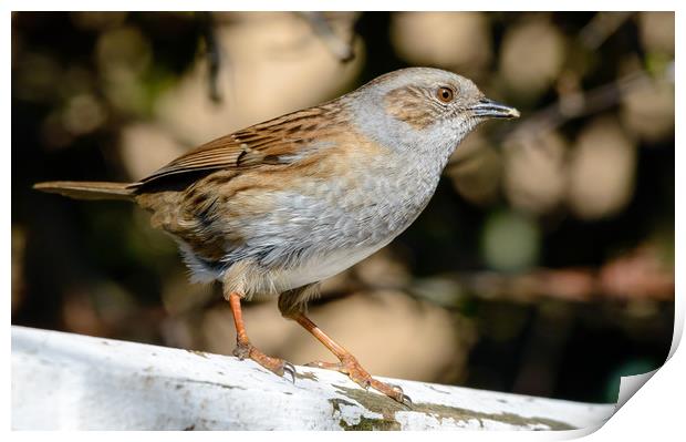Spring Dunnock Print by Mike Cave