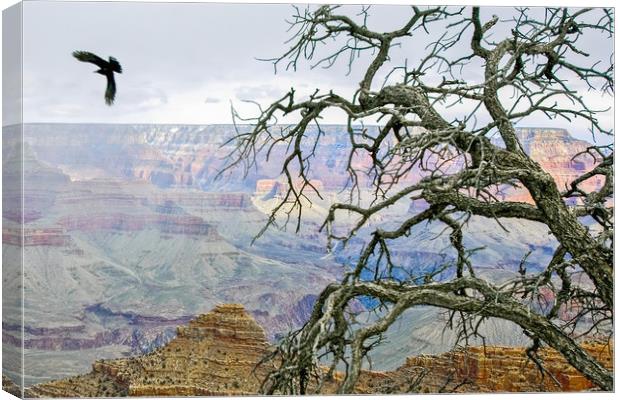Raven in Grand Canyon Canvas Print by Luc Novovitch