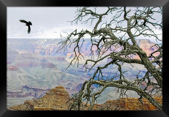 Raven in Grand Canyon Framed Print by Luc Novovitch