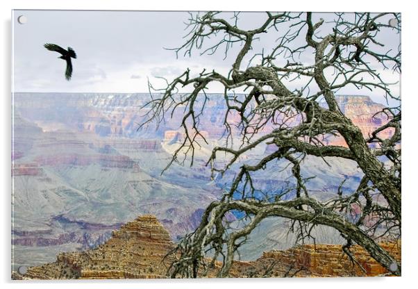 Raven in Grand Canyon Acrylic by Luc Novovitch