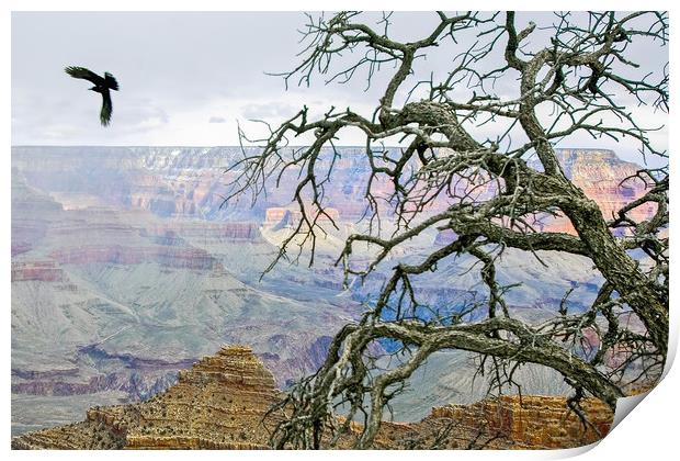 Raven in Grand Canyon Print by Luc Novovitch
