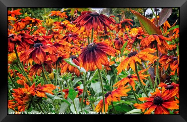 "Rudbeckia in the breeze" Framed Print by ROS RIDLEY
