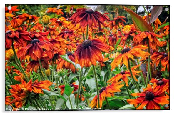 "Rudbeckia in the breeze" Acrylic by ROS RIDLEY