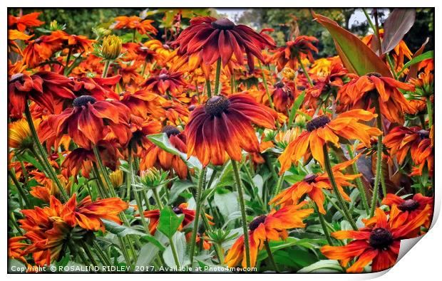 "Rudbeckia in the breeze" Print by ROS RIDLEY