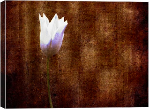 White Tulip on Hessian texture... Canvas Print by K. Appleseed.