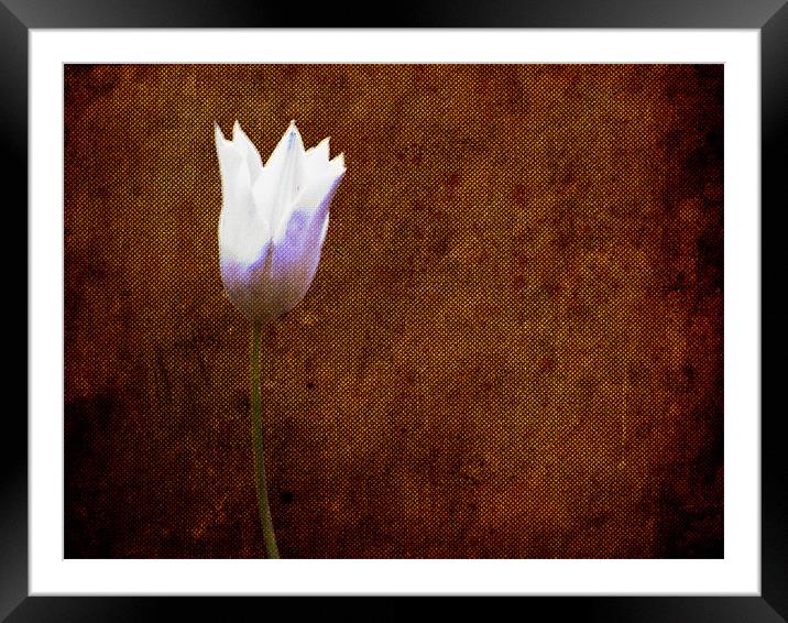 White Tulip on Hessian texture... Framed Mounted Print by K. Appleseed.