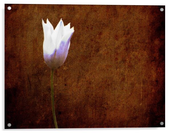 White Tulip on Hessian texture... Acrylic by K. Appleseed.