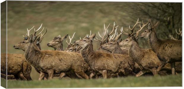 Stags Head Canvas Print by Robert Puig