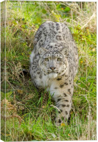 Snow Leopard Stare Canvas Print by bryan hynd