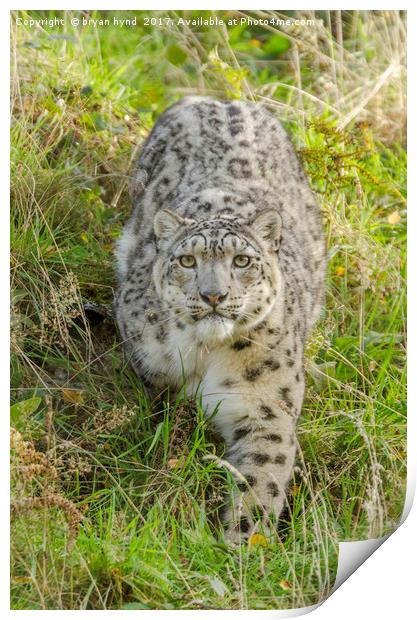 Snow Leopard Stare Print by bryan hynd