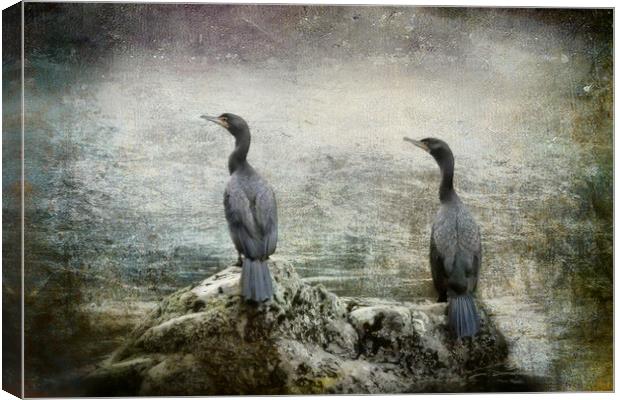 Two Cormorants Canvas Print by Belinda Greb