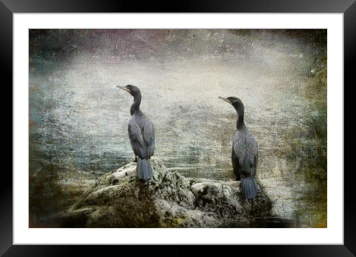 Two Cormorants Framed Mounted Print by Belinda Greb