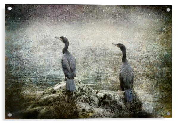 Two Cormorants Acrylic by Belinda Greb
