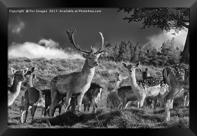 Fallow deer Framed Print by Derrick Fox Lomax