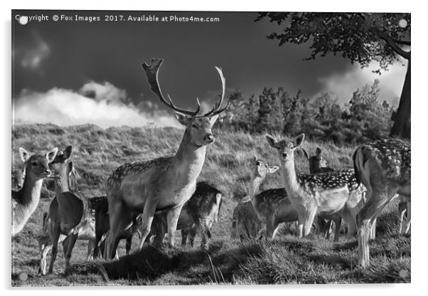 Fallow deer Acrylic by Derrick Fox Lomax