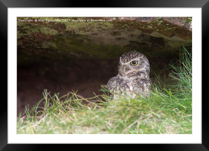 Burrowing owl Framed Mounted Print by Alan Tunnicliffe