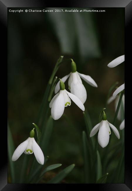 Snow drops in spring Framed Print by Charisse Carson