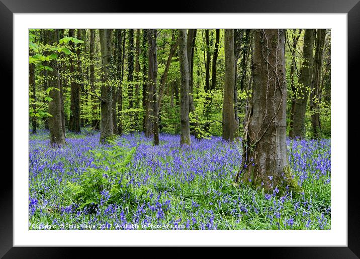 Bluebells Blossom at Coed Cefn Nature Reserve. Framed Mounted Print by Philip Veale