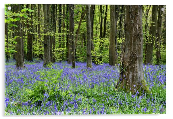 Bluebells Blossom at Coed Cefn Nature Reserve. Acrylic by Philip Veale