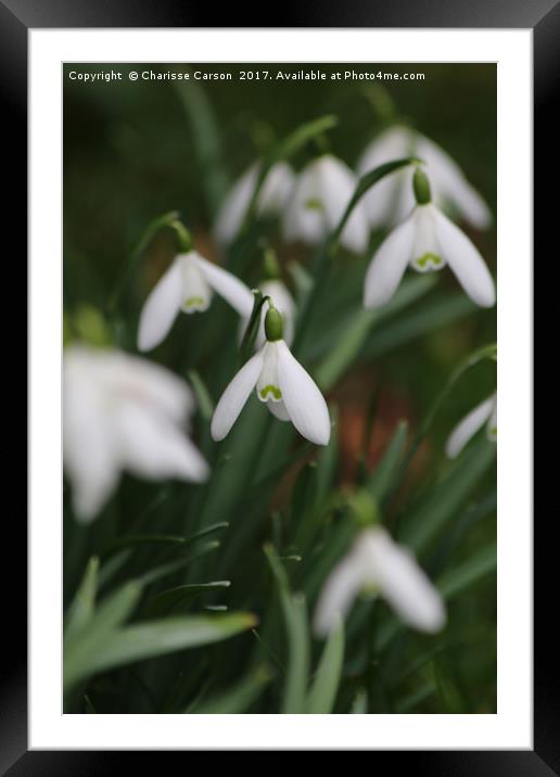 Droplets of snow Framed Mounted Print by Charisse Carson