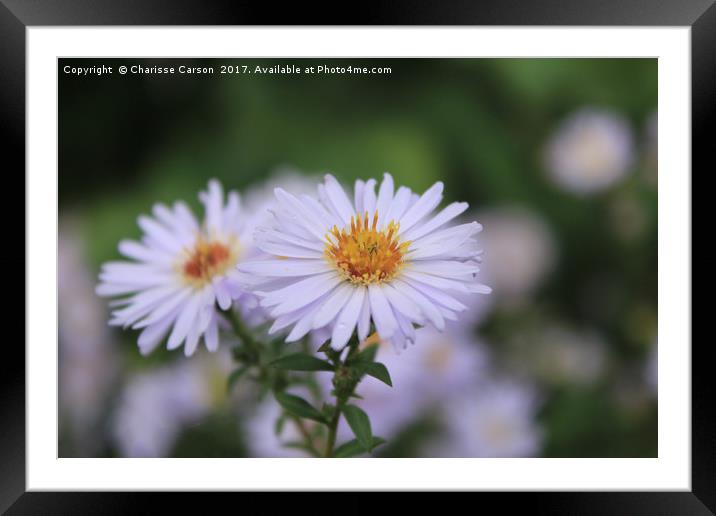 Daisy Chain Framed Mounted Print by Charisse Carson