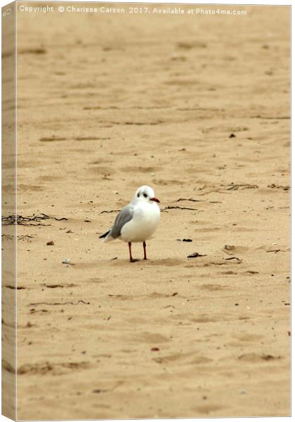One Gull too many Canvas Print by Charisse Carson