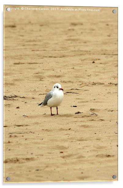 One Gull too many Acrylic by Charisse Carson