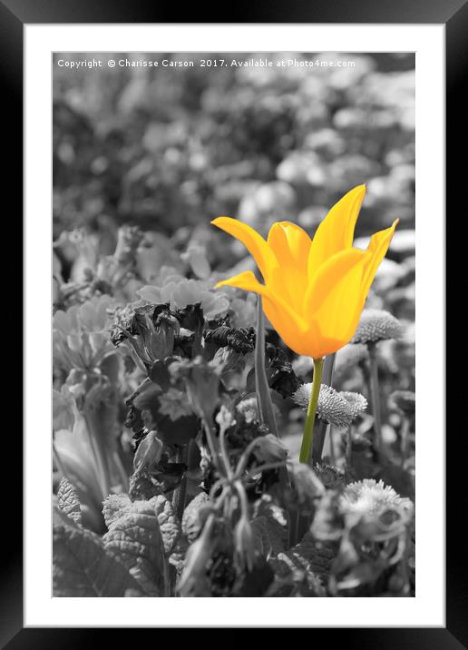 All on Yellow Framed Mounted Print by Charisse Carson