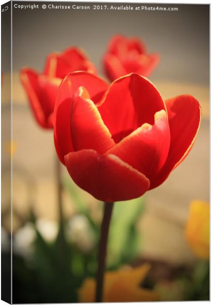 Tulips in Bloom Canvas Print by Charisse Carson