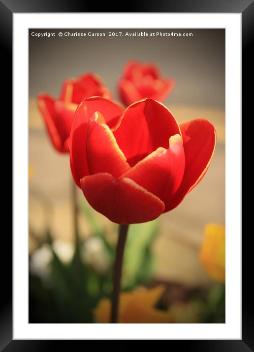 Tulips in Bloom Framed Mounted Print by Charisse Carson