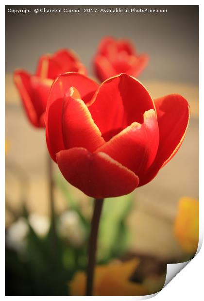 Tulips in Bloom Print by Charisse Carson
