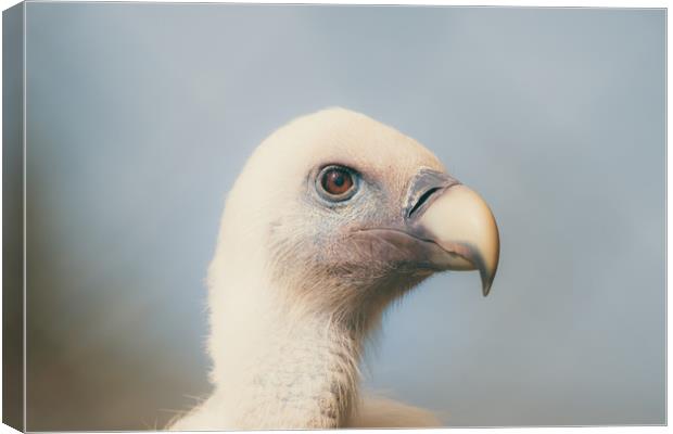 goose vulture  Canvas Print by Dagmar Giers