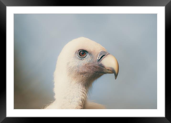 goose vulture  Framed Mounted Print by Dagmar Giers
