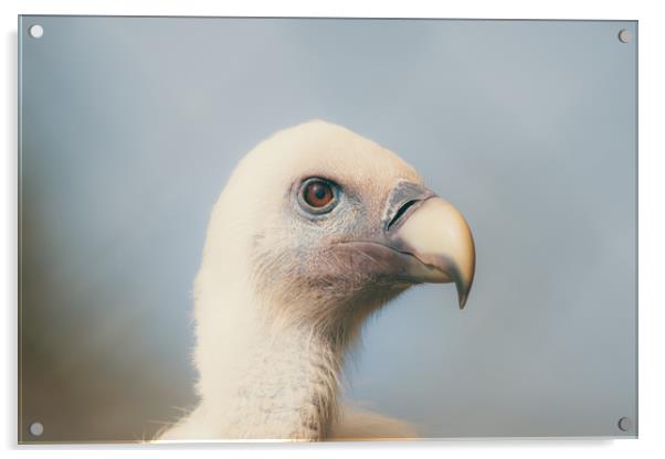 goose vulture  Acrylic by Dagmar Giers