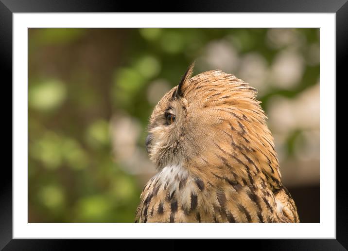 The owl  Framed Mounted Print by Dagmar Giers