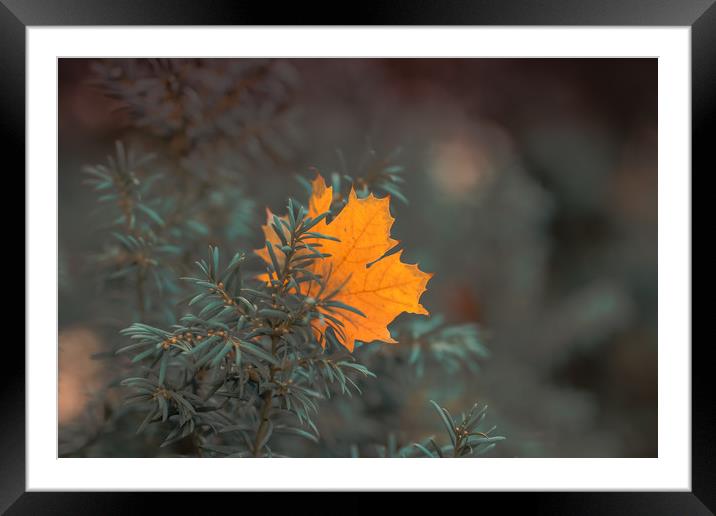 Autumn  Framed Mounted Print by Dagmar Giers