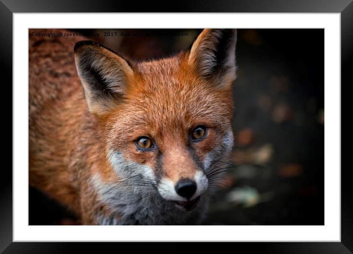 Wild Red Fox Looking At You Framed Mounted Print by rawshutterbug 